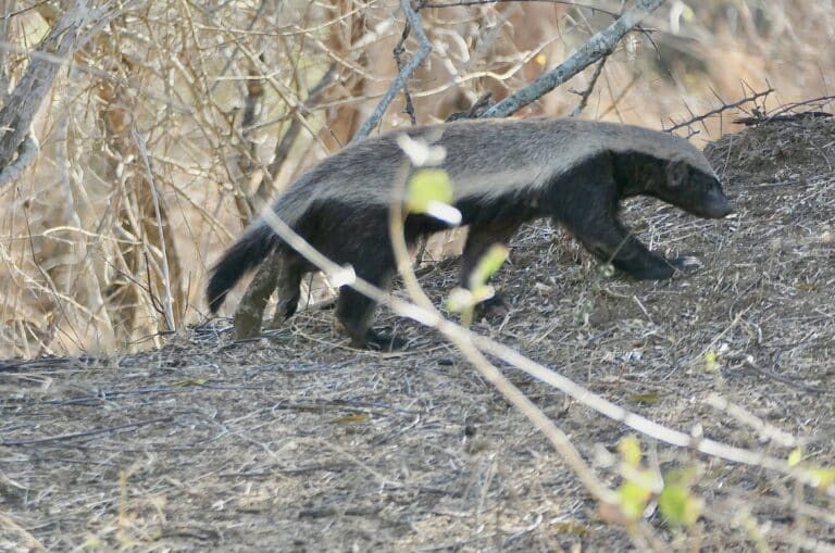 Ratel (Mellivora capensis) (54044280645) Ratel (Mellivora capensis) (54044280645)