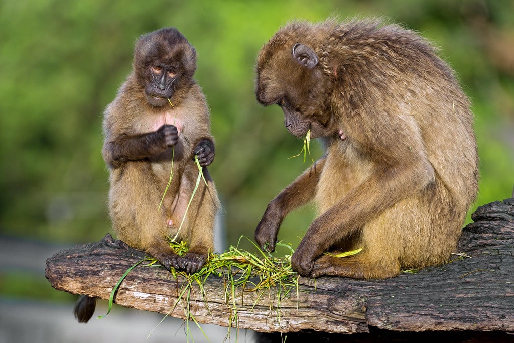 Two gelada baboons together Two gelada baboons together