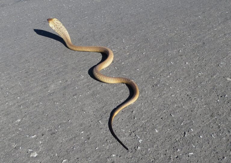 Naja nivea, Cape Cobra IMG 0167s