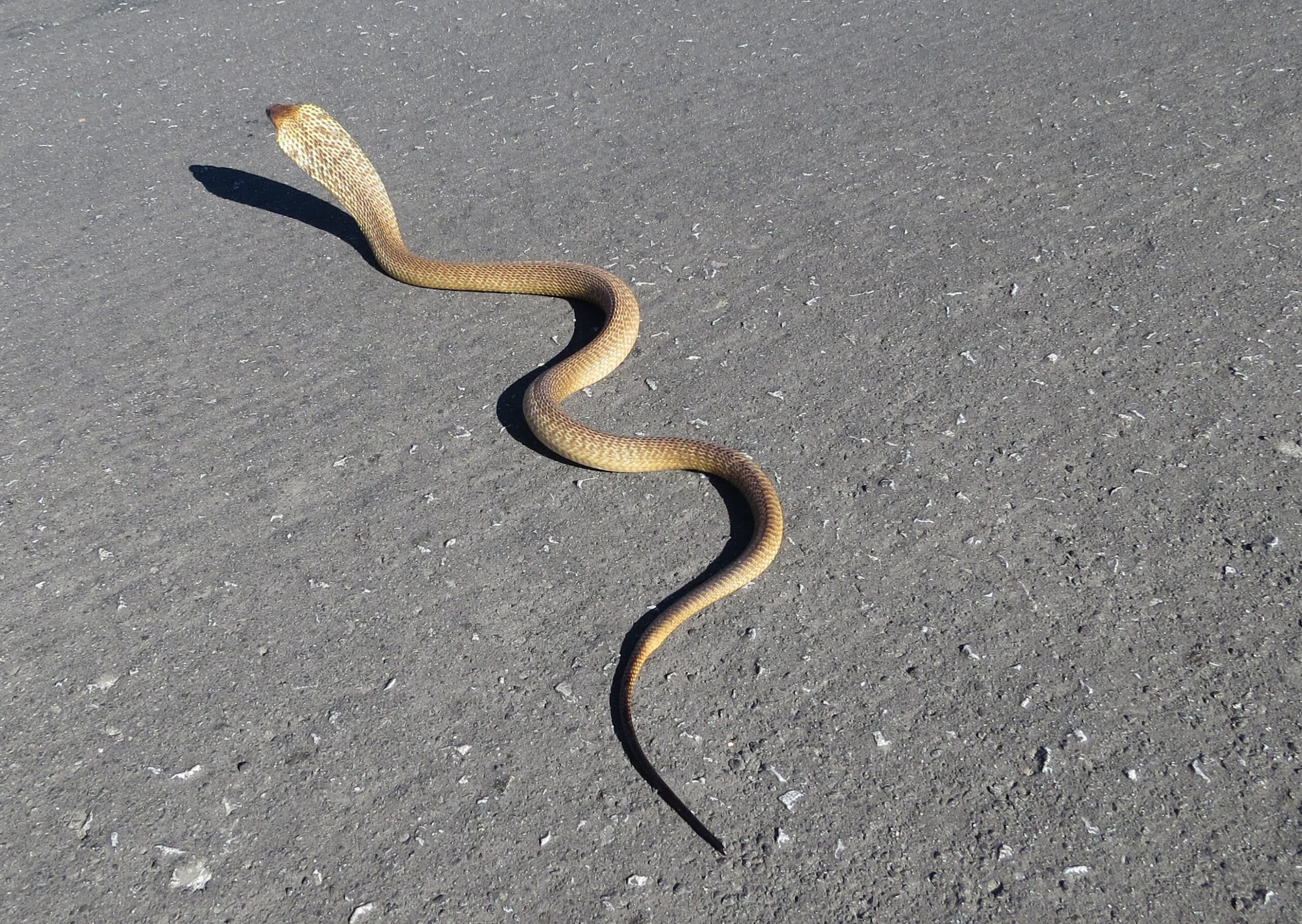 Naja nivea, Cape Cobra IMG 0167s