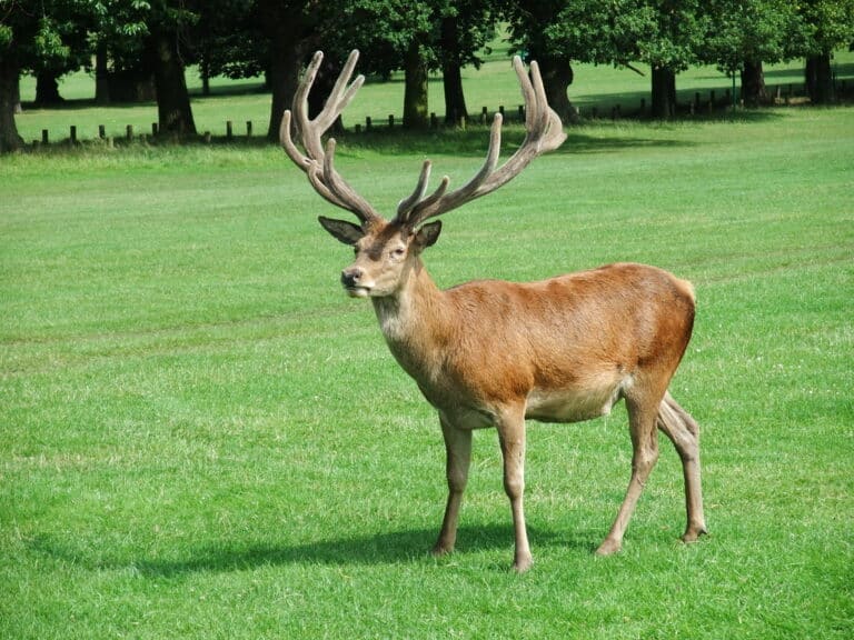 Big deer Big deer