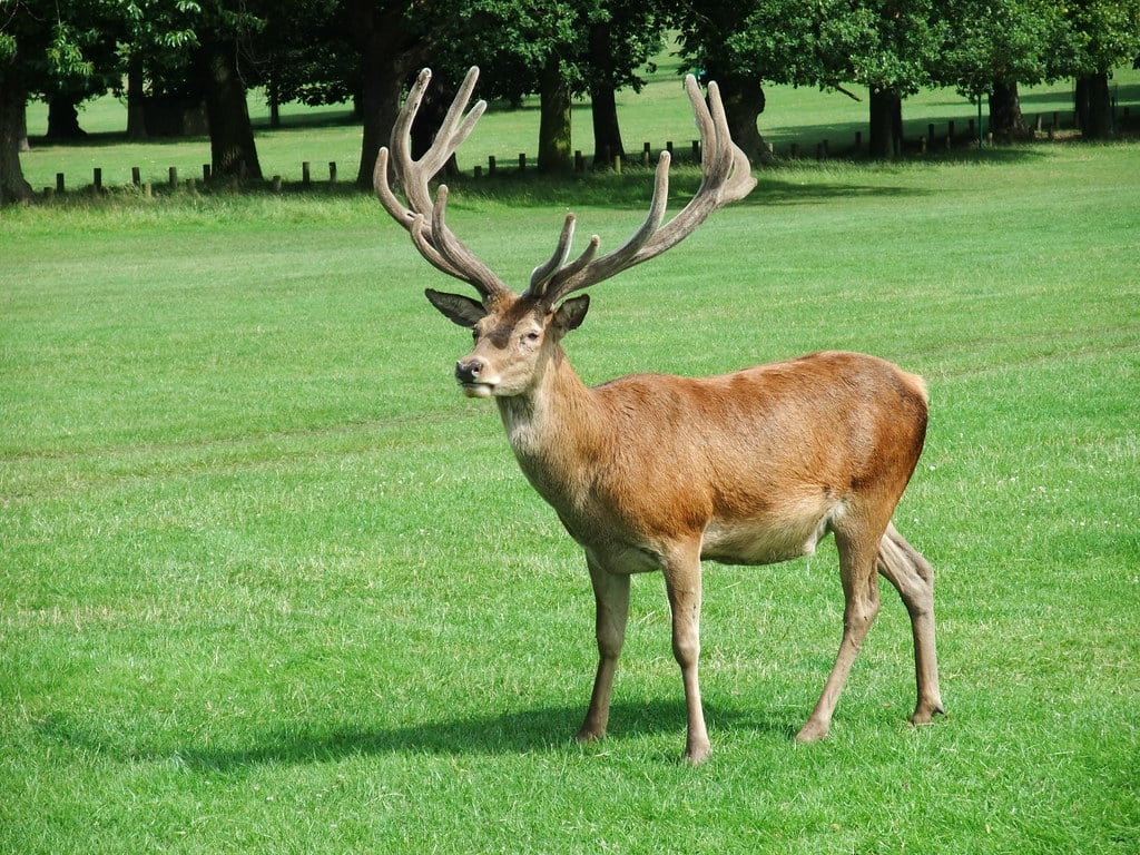 Big deer Big deer