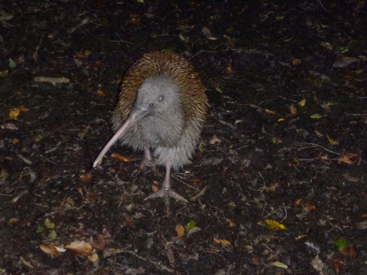 Apteryx australis ssp. lawryi Apteryx australis ssp. lawryi
