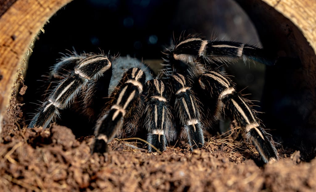 Coast Rican Zebra Tarantula