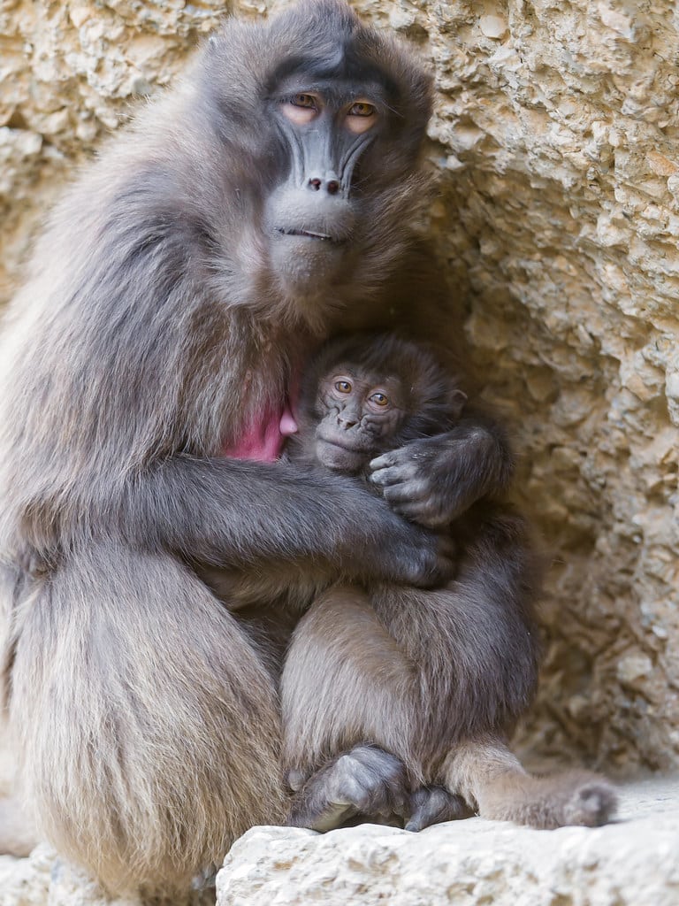 Mother baboon with baby Mother baboon with baby