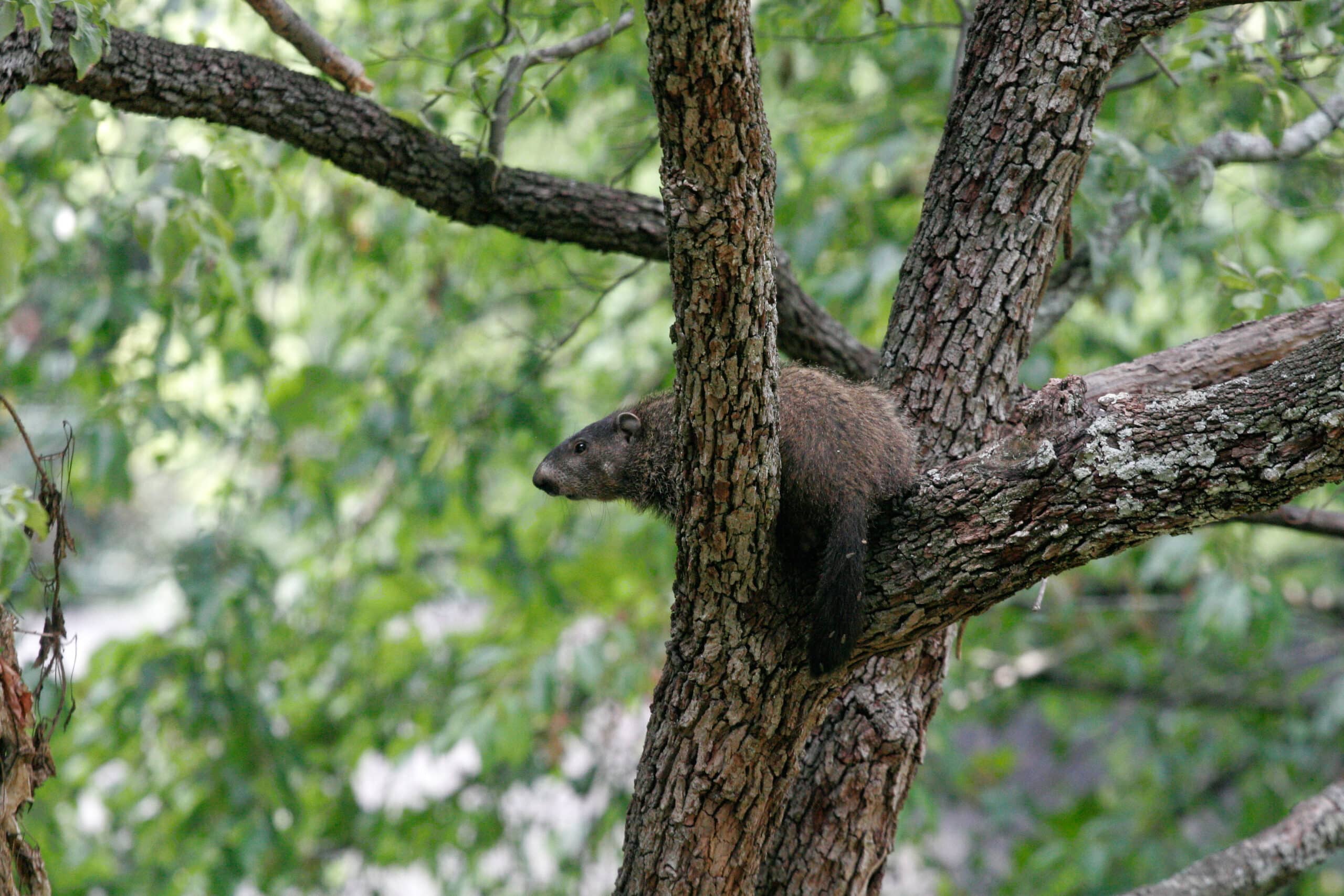 Groundhog (Marmota monax) in a tree Groundhog (Marmota monax) in a tree
