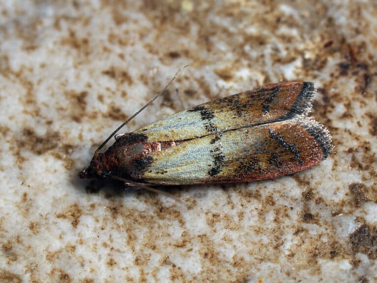 Plodia interpunctella – Indian meal moth – Южная амбарная огнёвка Plodia interpunctella – Indian meal moth – Южная амбарная огнёвка