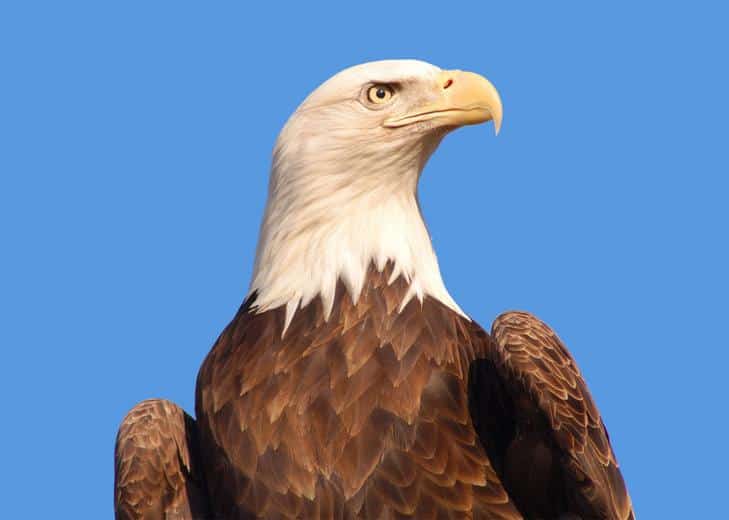 Haliaeetus leucocephalus Haliaeetus leucocephalus