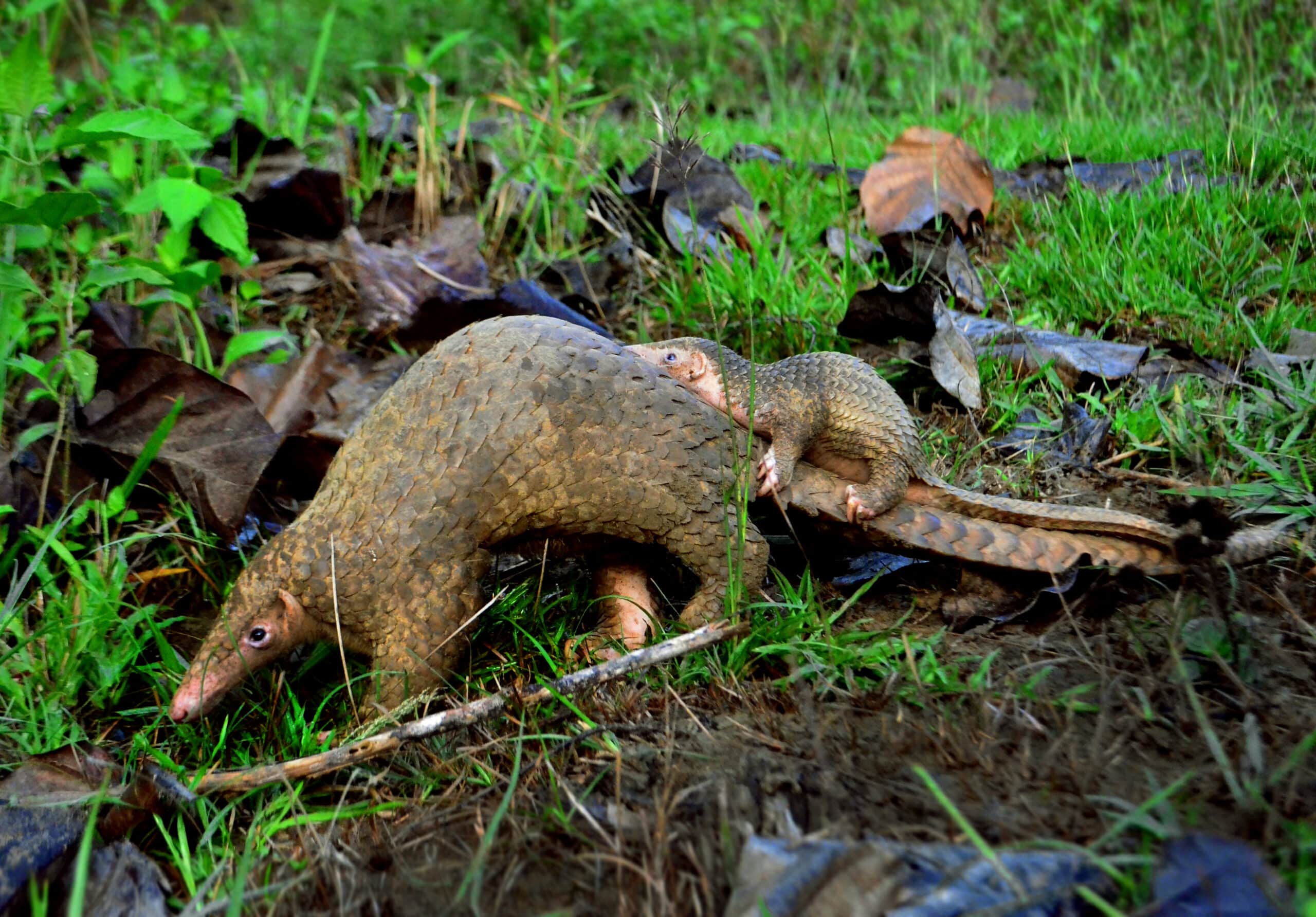 Philippine Pangolins by Gregg Yan