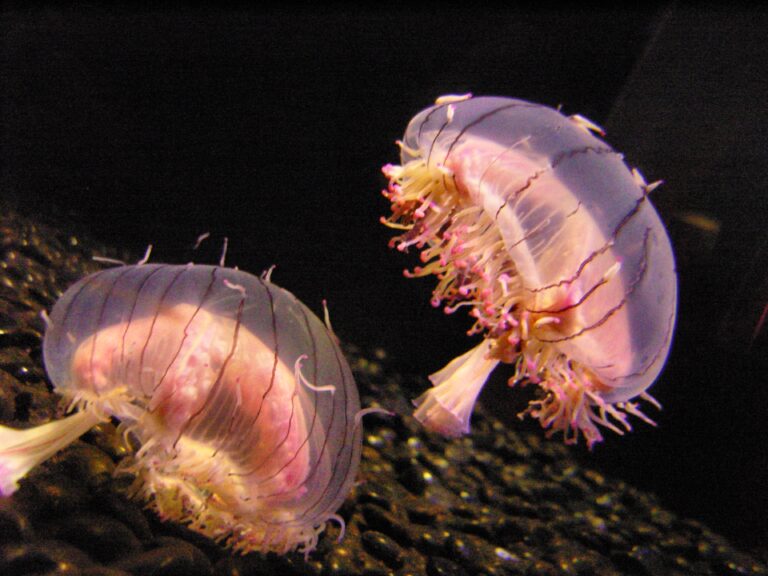 File:Flower Hat Jellyfish 1.jpg File:Flower Hat Jellyfish 1.jpg