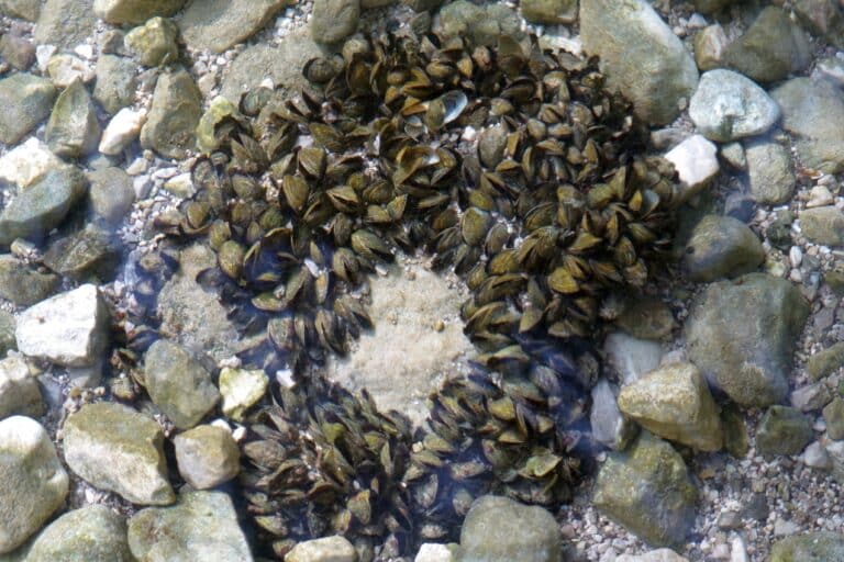 Wandermuschel Dreissena polymorpha Traunsee 20231009aJPG Zebra Mussels