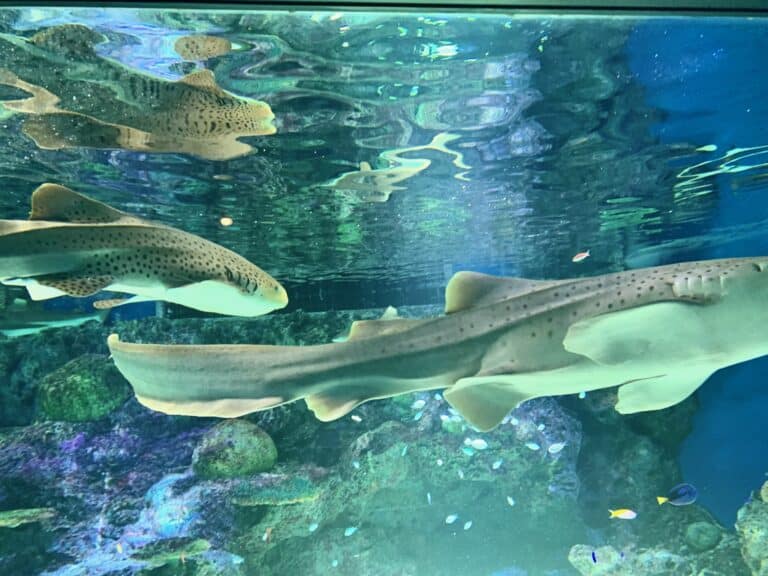 Zebra shark in Aqua park shinagawa Zebra shark in Aqua park shinagawa