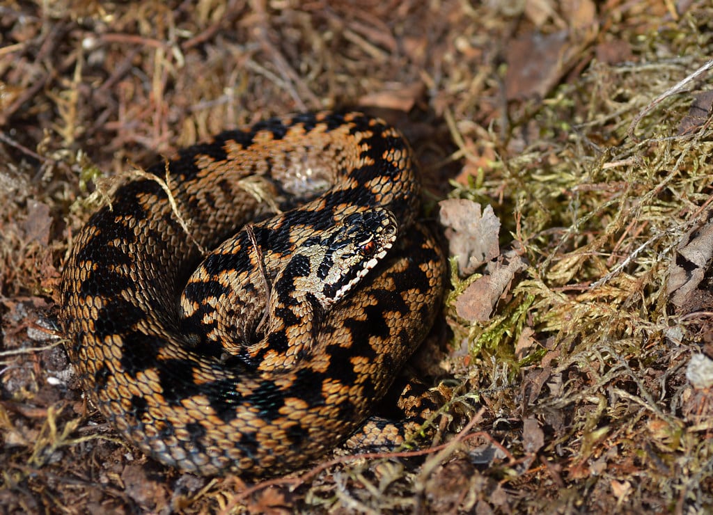 Vipera berus Vipera berus