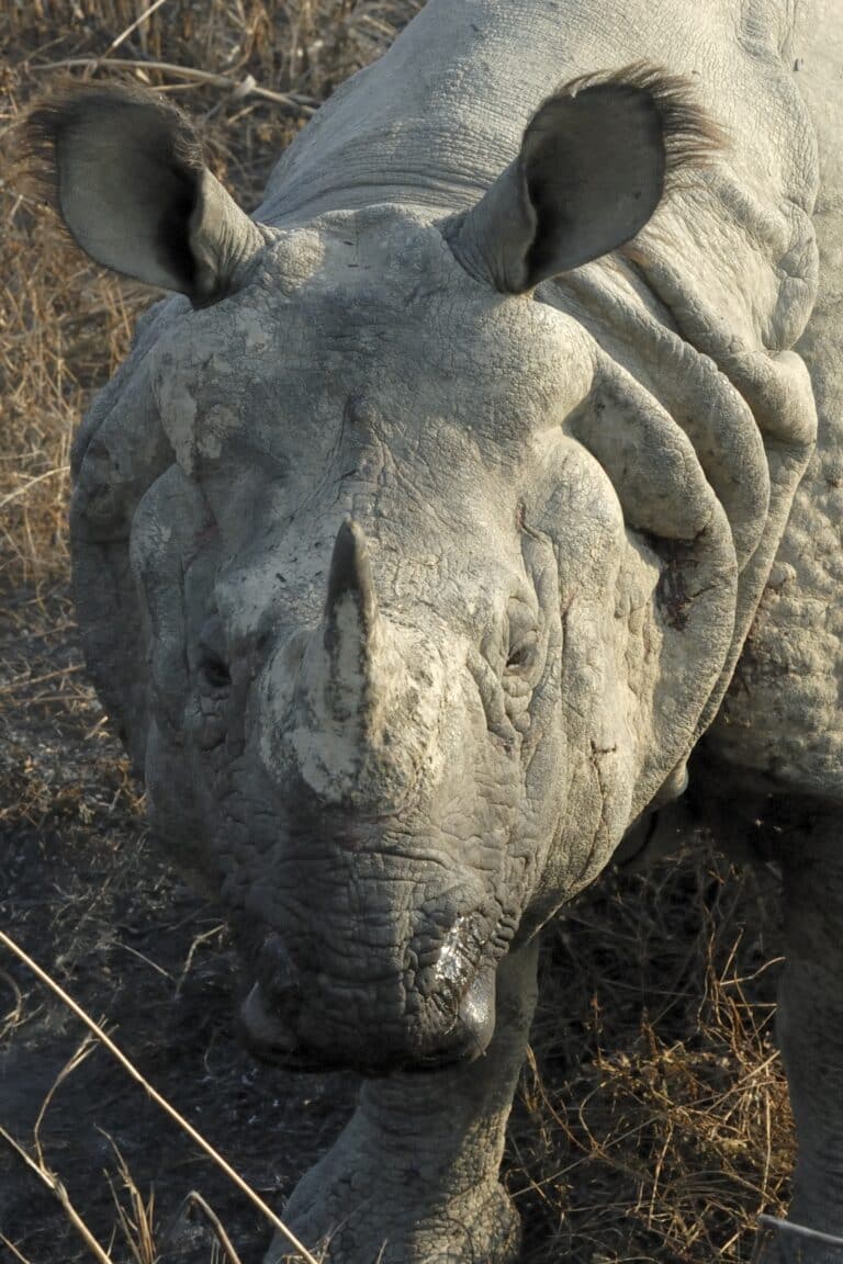 Rhinoceros unicornis (Panzernashorn)