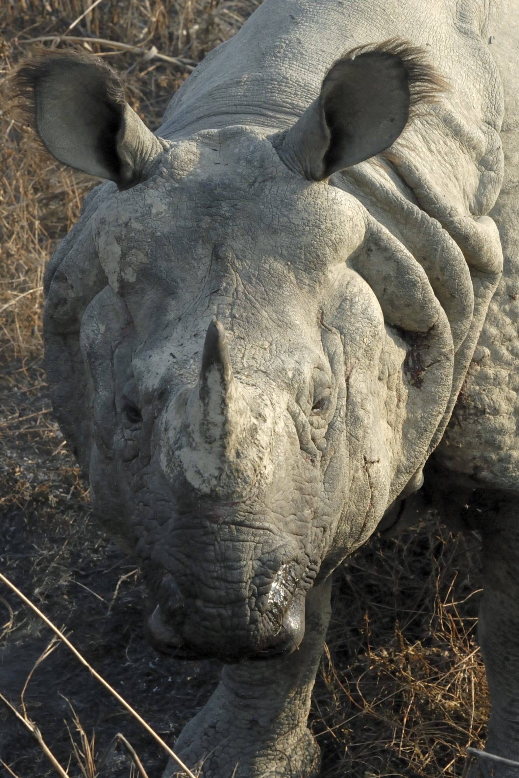 Rhinoceros unicornis (Panzernashorn)