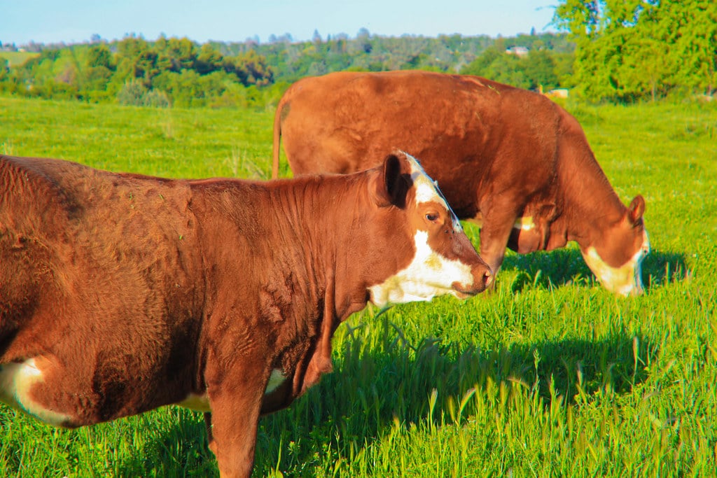 Happy Cows