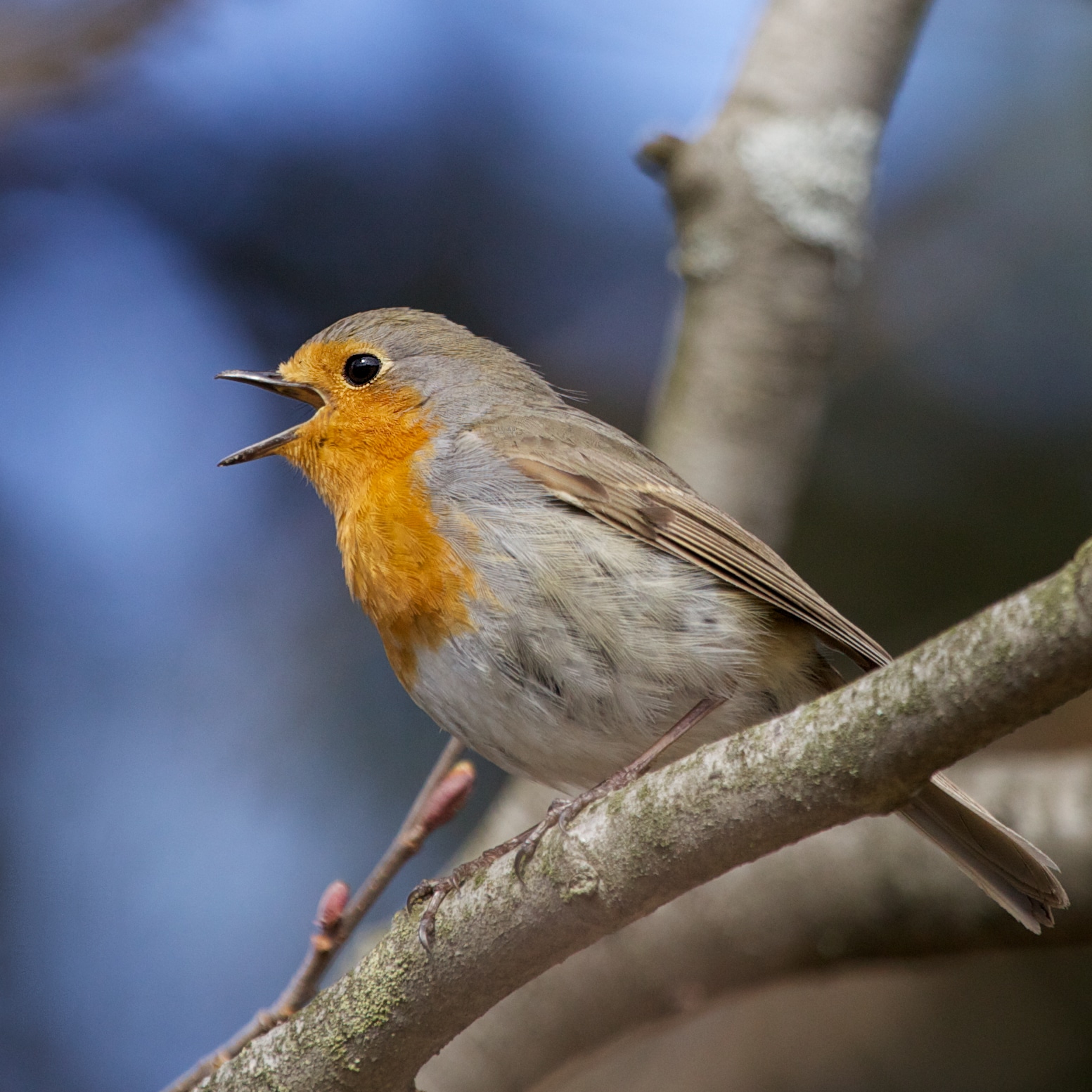 Erithacus rubecula -Norway -singing-8 Erithacus rubecula -Norway -singing-8