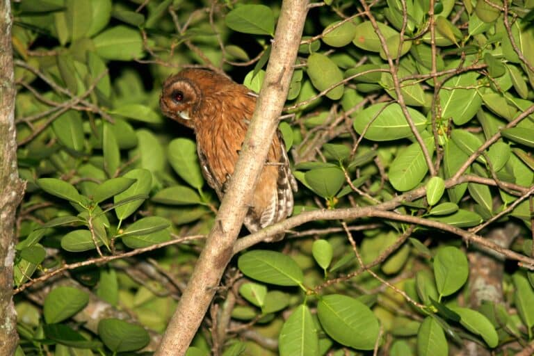 Jamaican Owl 2506951138 Jamaican Owl 2506951138
