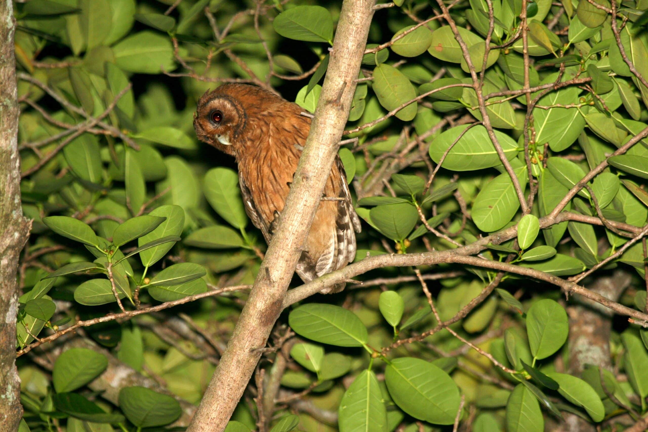 Jamaican Owl 2506951138 Jamaican Owl 2506951138