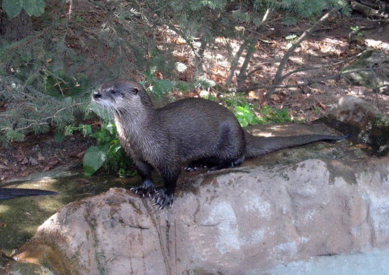 Lontra canadensis 01 Lontra canadensis 01