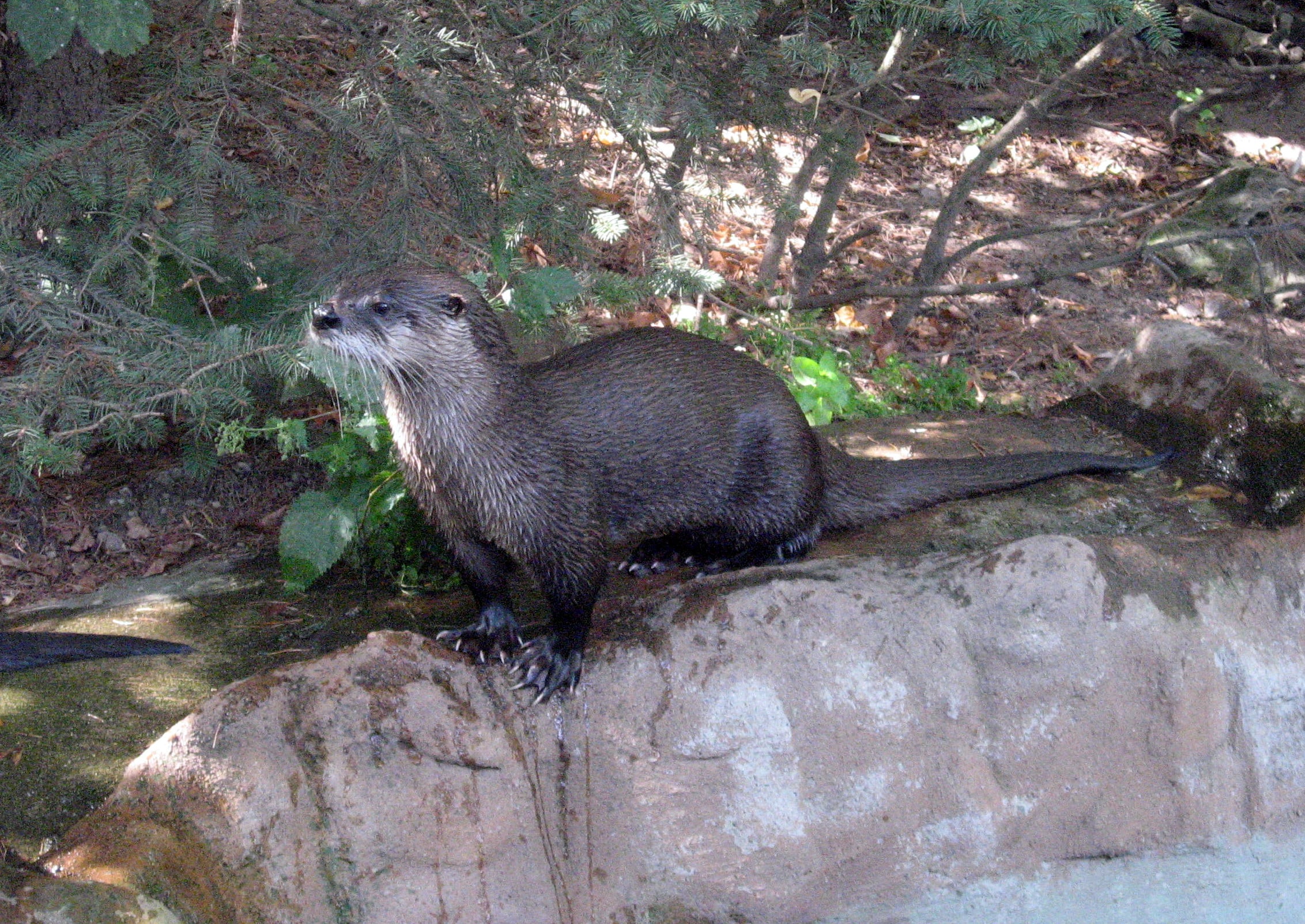Lontra canadensis 01 Lontra canadensis 01