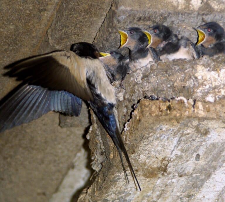Hirundo rustica Hirundo rustica