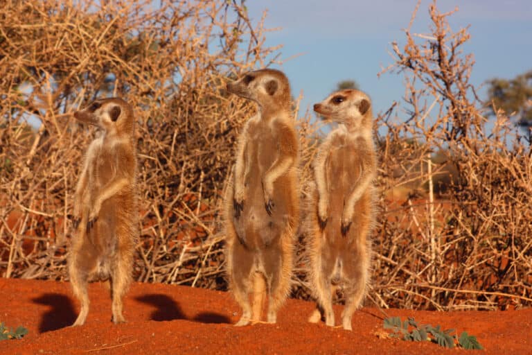 File:Three meerkats Suricata suricatta.jpg