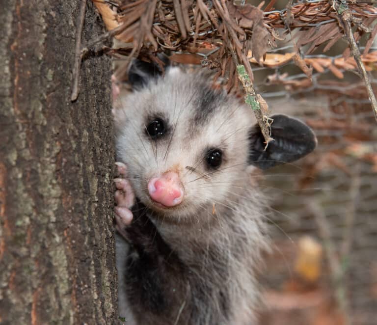 Virginia Opossum Didelphis virginiana Virginia Opossum Didelphis virginiana