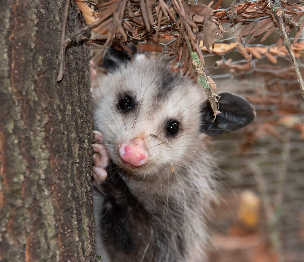 Virginia Opossum Didelphis virginiana Virginia Opossum Didelphis virginiana