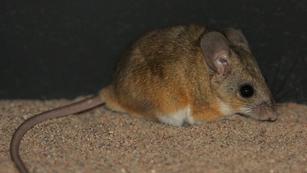 Cactus Deermouse (Peromyscus eremicus) Cactus Deermouse (Peromyscus eremicus)