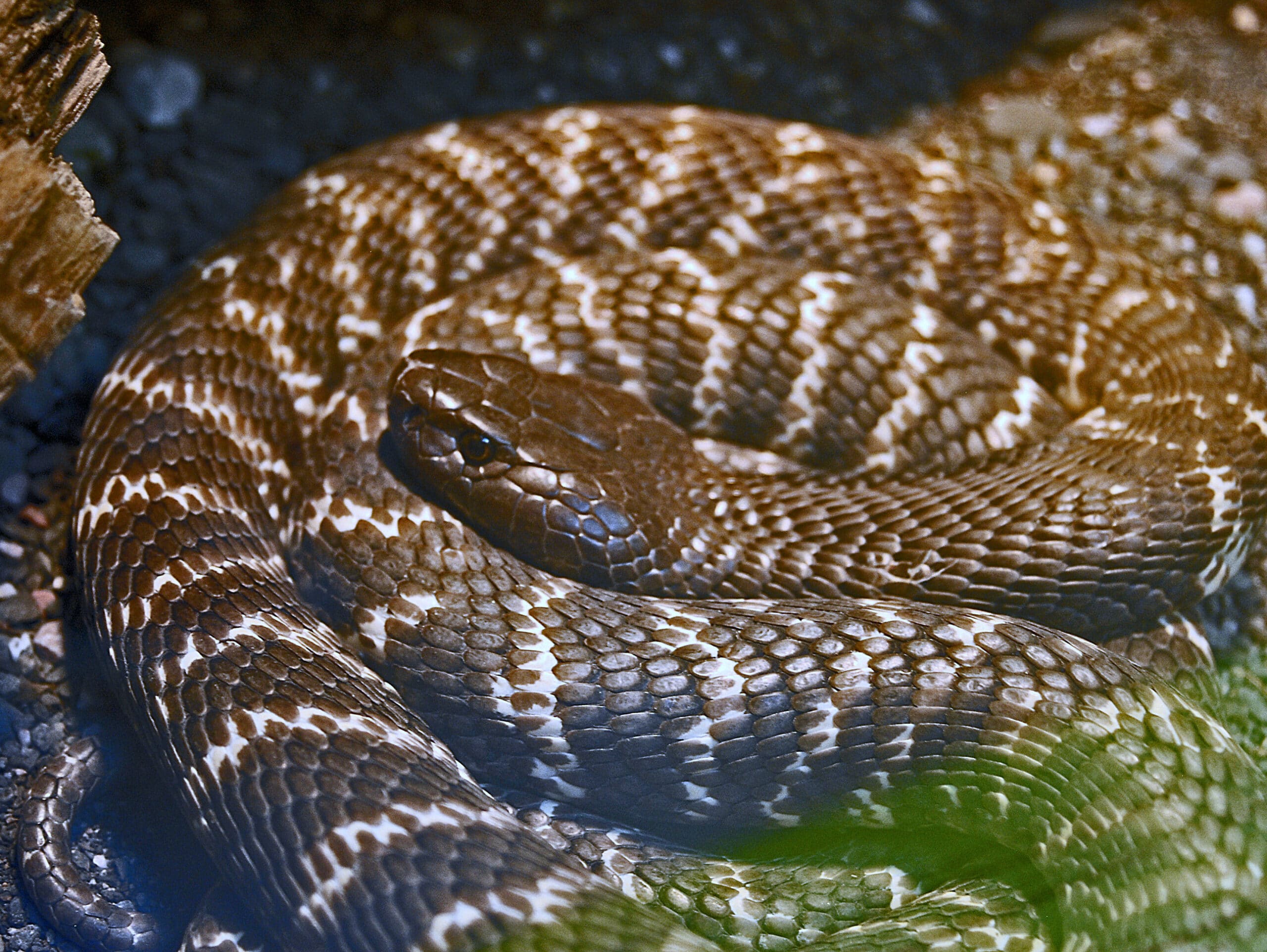 File:Elapidae – Naja nigricincta.JPG