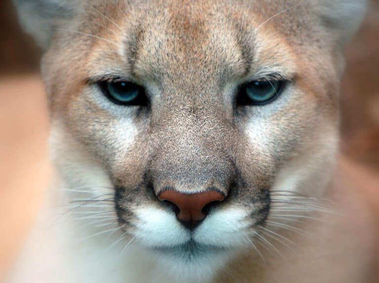 Cougar closeup Cougar closeup Cougar