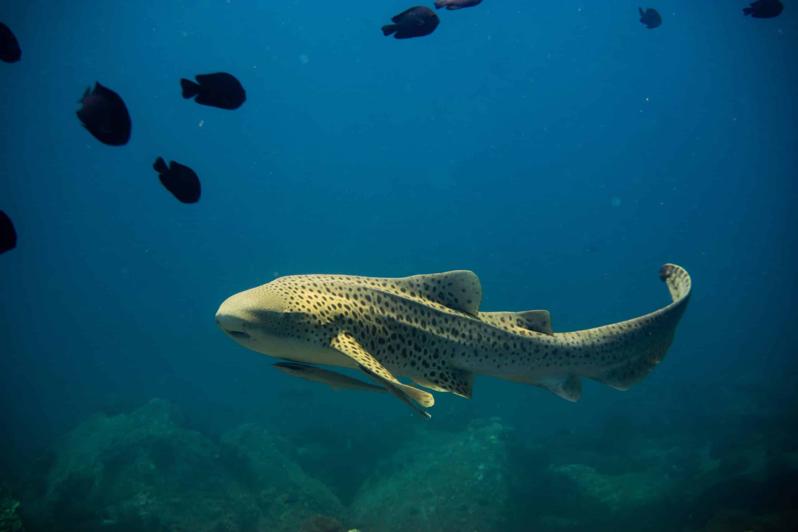 Zebra Shark Zebra Shark