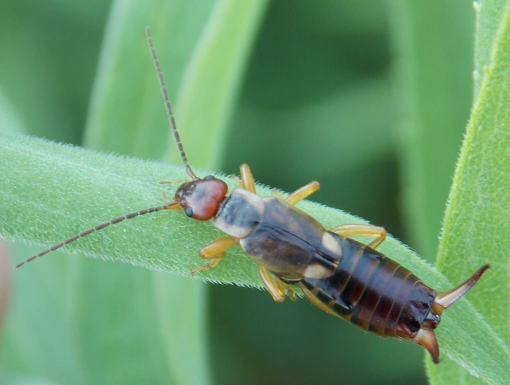 Forficula auricularia Forficula auricularia