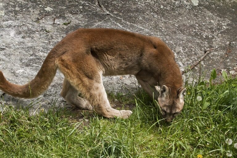 Female Cougar Female Cougar