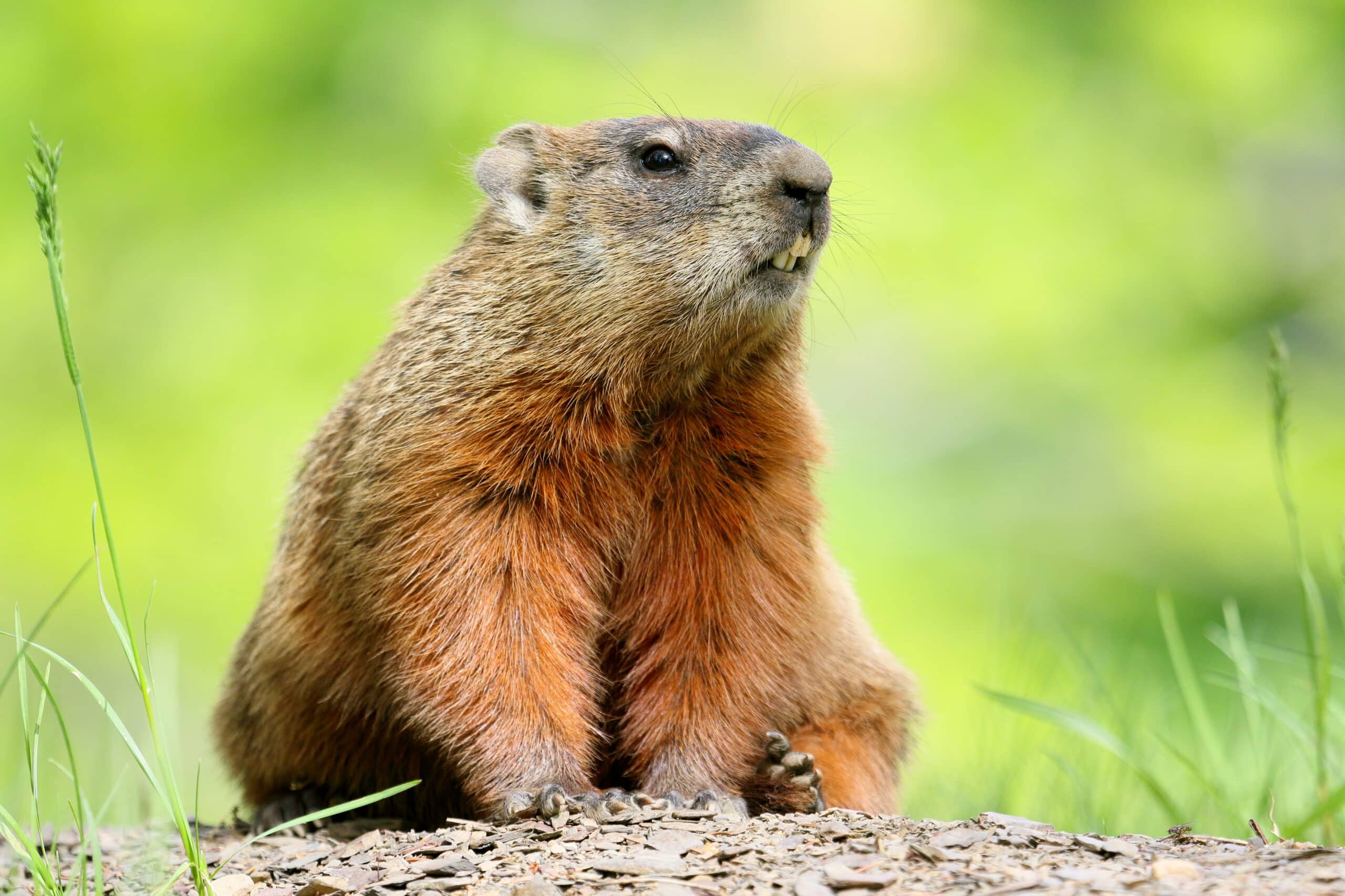 Marmota monax UL 18 Marmota monax UL 18