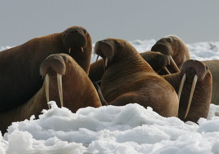 Walrus Cows and Yearlings on Ice Walrus Cows and Yearlings on Ice