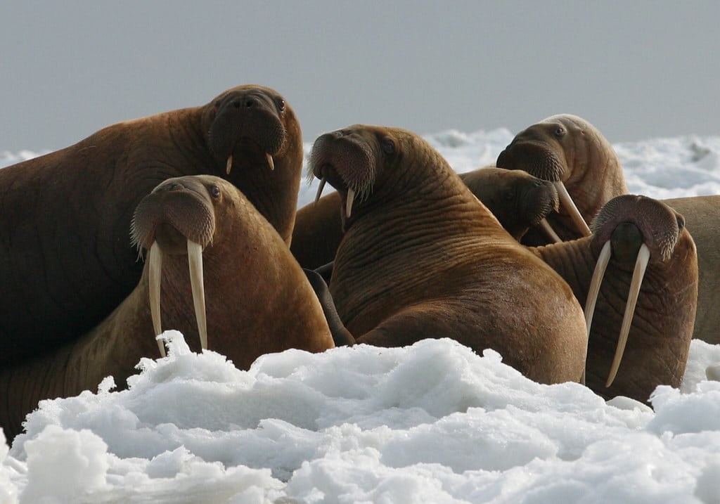 Walrus Cows and Yearlings on Ice Walrus Cows and Yearlings on Ice