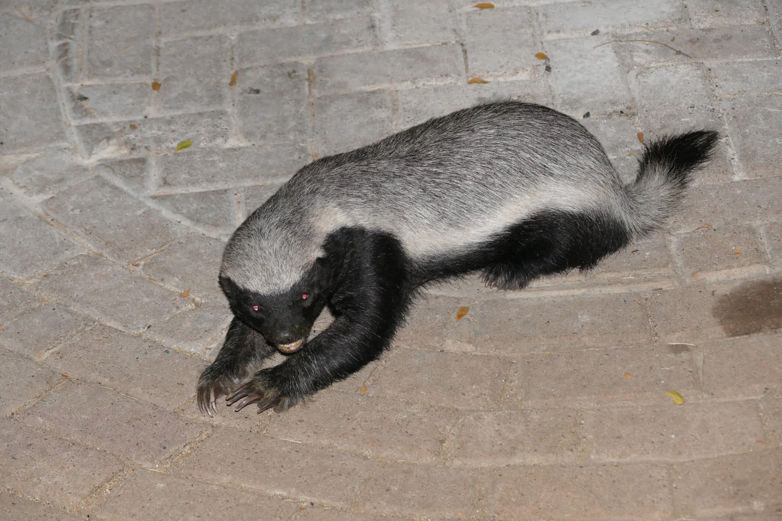 File:Honey Badger (Mellivora capensis) (17425848662).jpg File:Honey Badger (Mellivora capensis) (17425848662).jpg