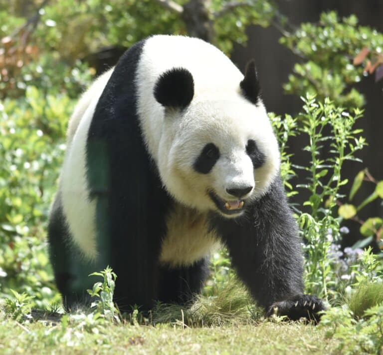 Ailuropoda melanoleuca Zhen Zhen 220518e