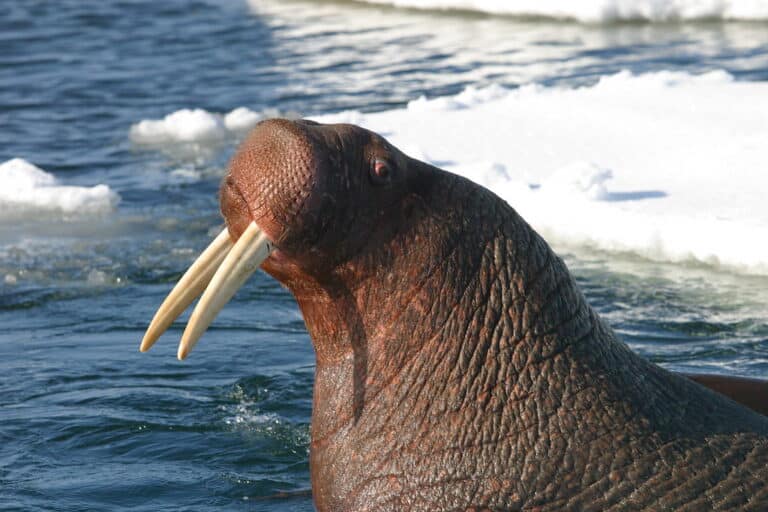 Pacific Walrus Bull Hauled Out Pacific Walrus Bull Hauled Out