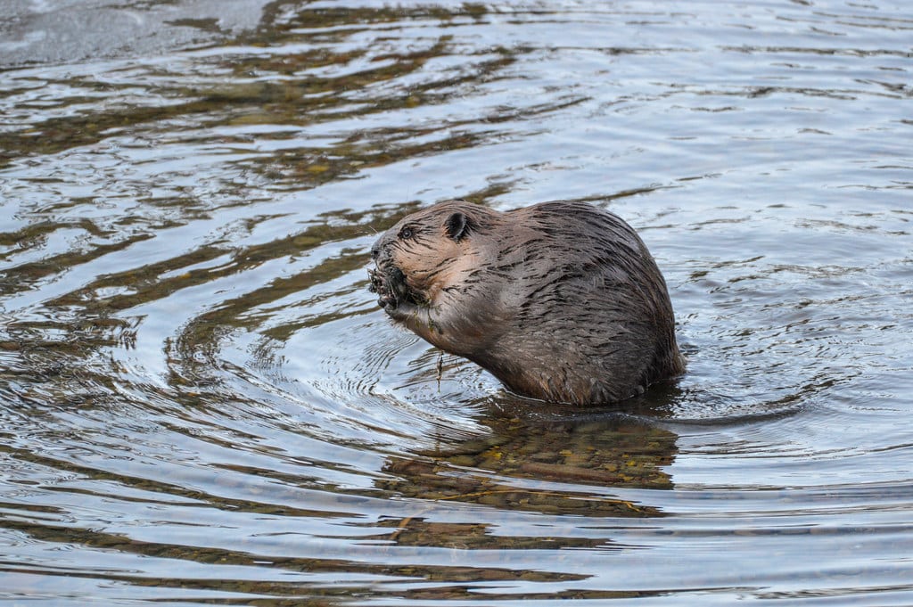 Beaver in McDonald Creek Beaver in McDonald Creek