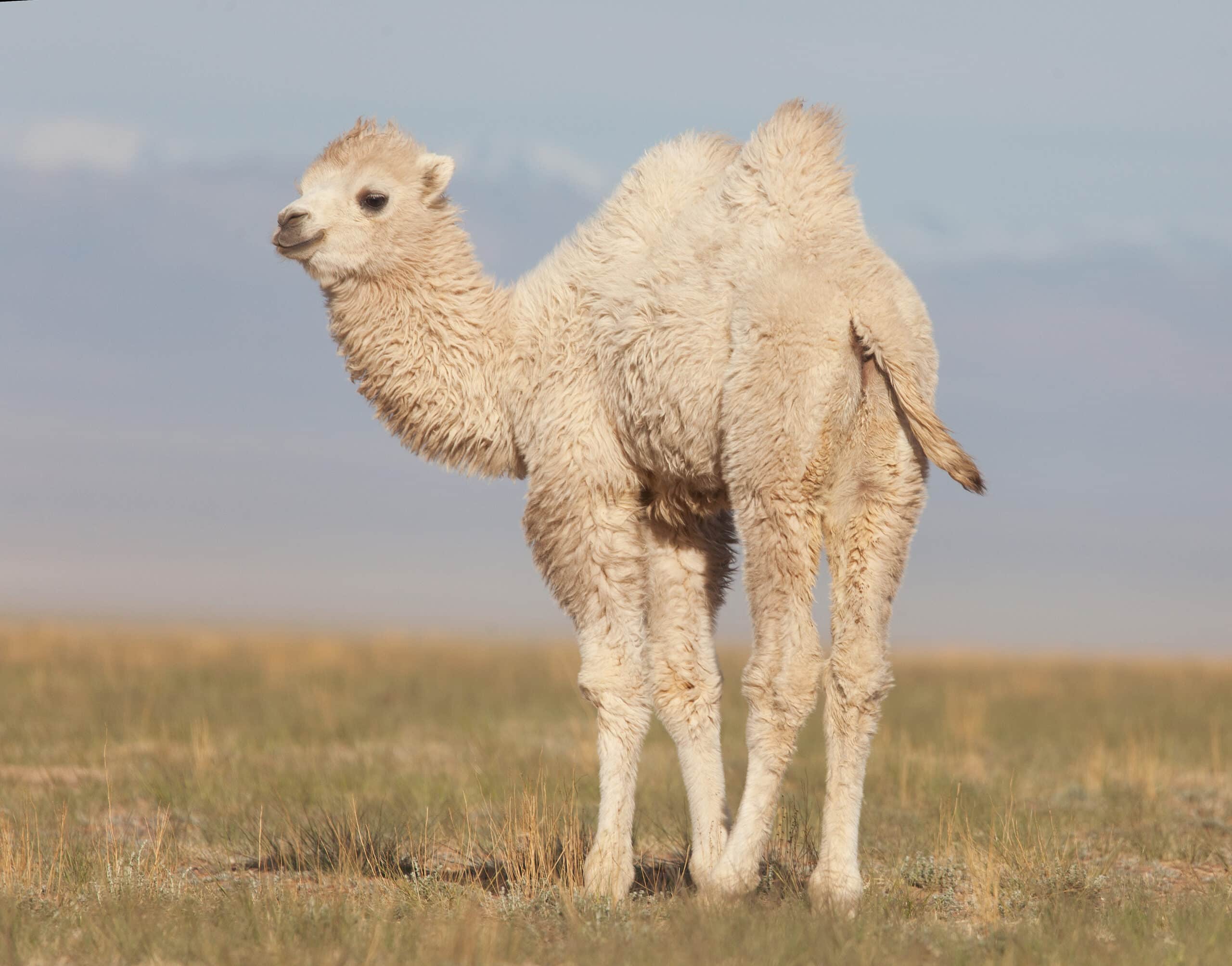 Camelus bactrianus in western Mongolia 01 Camelus bactrianus in western Mongolia 01