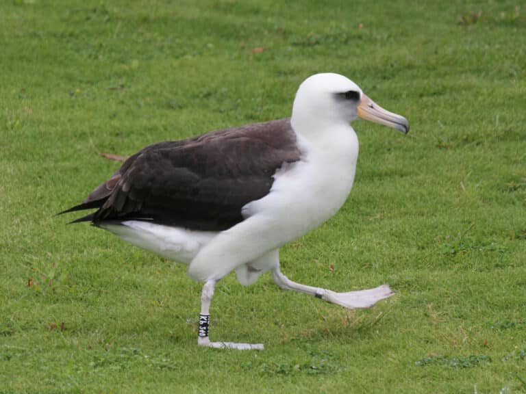 Laysan Albatross RWD8a Laysan Albatross RWD8a