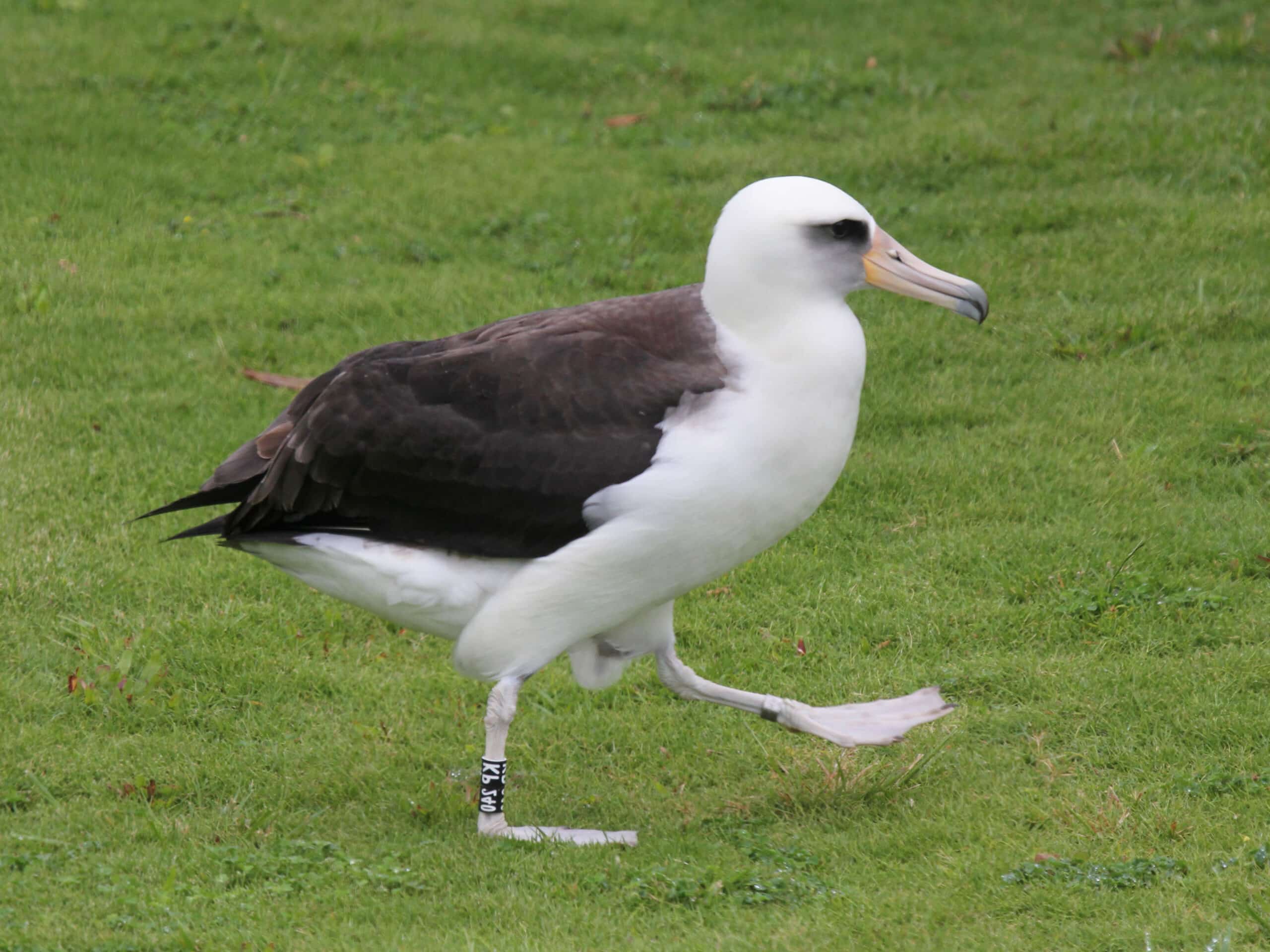 Laysan Albatross RWD8a Laysan Albatross RWD8a