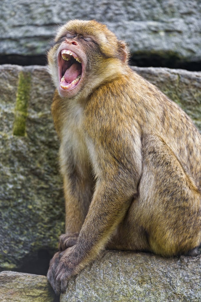 Yawning macaque Yawning macaque