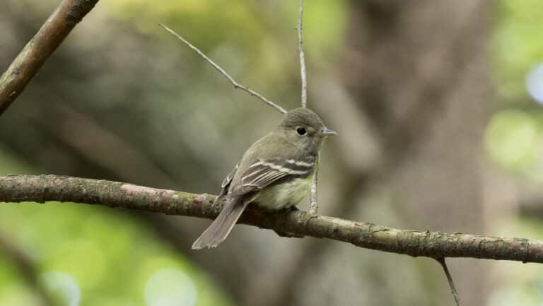 Acadian Flycatcher, Pennsylvania (35888347846) Acadian Flycatcher, Pennsylvania (35888347846)