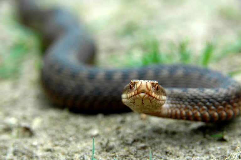 File:Gewone Adder (Vipera berus) in aanvalshouding.jpg File:Gewone Adder (Vipera berus) in aanvalshouding.jpg