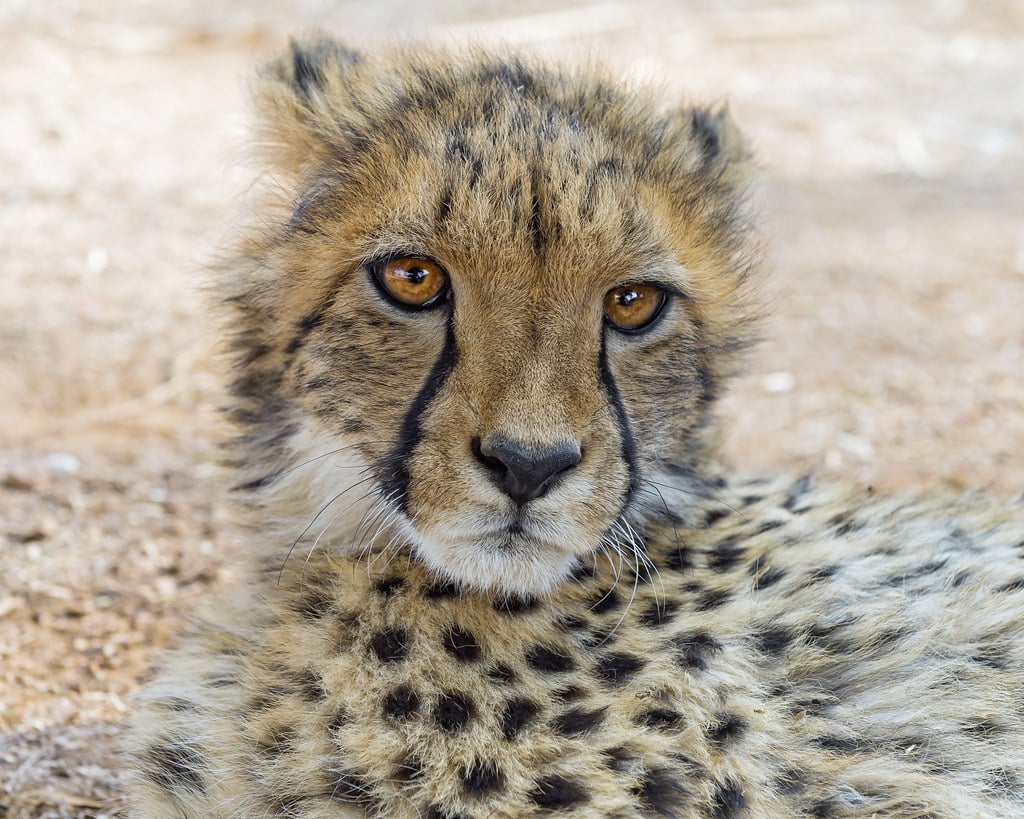 Innocent cheetah cub Innocent cheetah cub