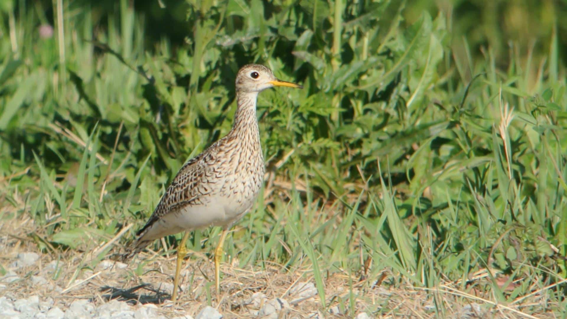 cover-animal-u-animal-name A bird with speckled brown and white plumage stands on the ground surrounded by green grass and plants. cover animal U animal name